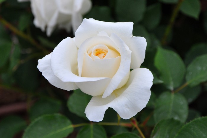 �Х��ġ����ġۥۥ磻�ȥ��ꥹ�ޥ� ���� 6��ȭ�����ʡ�J-HT10��