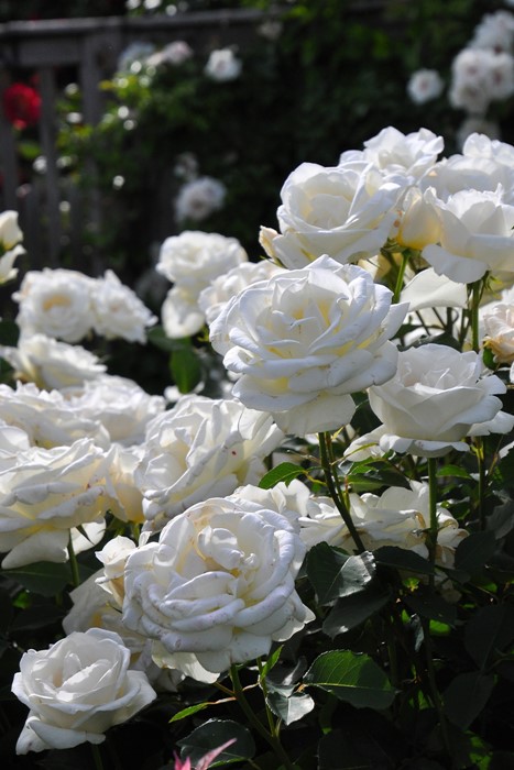 �Х��ġ����ġۥۥ磻�ȥ��ꥹ�ޥ� ���� 6��ȭ�����ʡ�J-HT10��