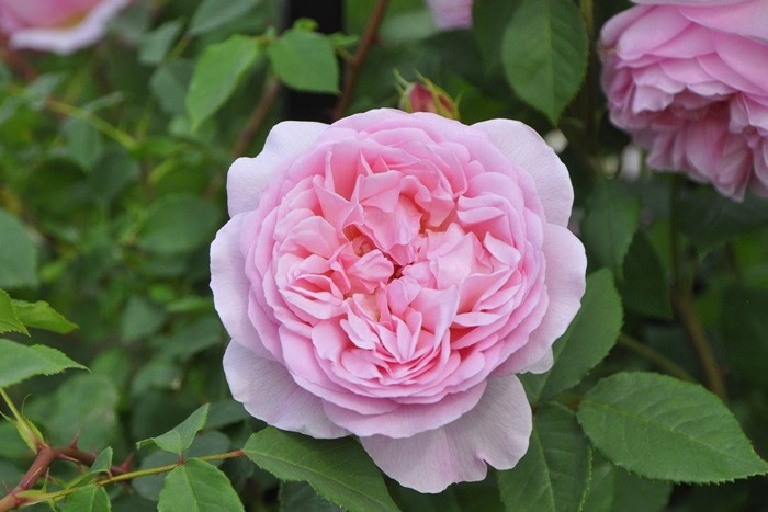 ġۥХ ˥ꥭ  6ȭʡηʼϡOM-GU