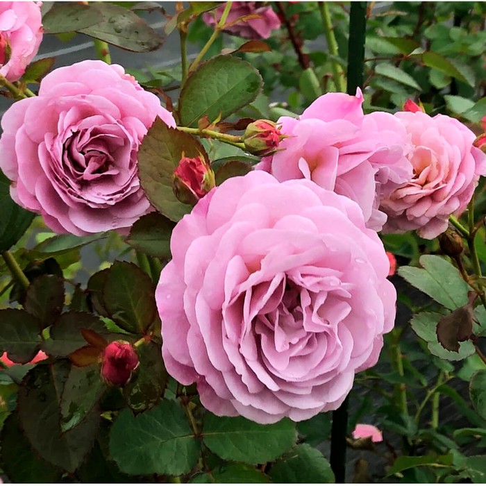 ���ߵ����ġۥХ��� �������� ���� 6��ȭ�����ʡ����ӿ建�� �ʼ���Ͽ�д���ϡ�IR-IRO3��2025�����ʼ��0109�����