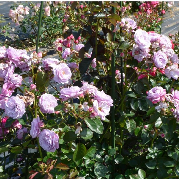 ���ߵ����ġۥХ��� �������� ���� 6��ȭ�����ʡ����ӿ建�� �ʼ���Ͽ�д���ϡ�IR-IRO3��2025�����ʼ��0109�����