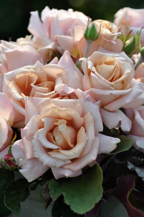 Хġġۥɥ饸  6ȭʡηʼϡKb-KBO