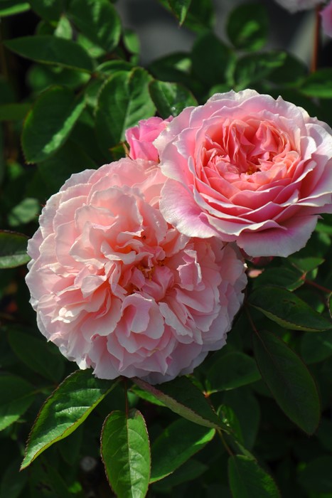 �Х��ġڿ��ġۥ����ꥢ�९�ꥹ�ƥ�2015 ���ġη����ʼ�ϡ�OM-GU��