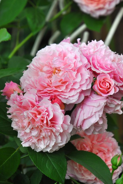 �Х��ġڿ��ġۥ����ꥢ�९�ꥹ�ƥ�2015 ���ġη����ʼ�ϡ�OM-GU��