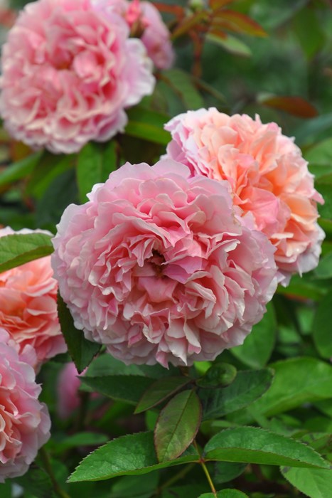 �Х��ġڿ��ġۥ����ꥢ�९�ꥹ�ƥ�2015 ���ġη����ʼ�ϡ�OM-GU��