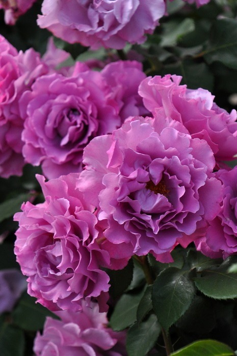 Хġġۥ󥼥ե  6ȭʡJ-FL20