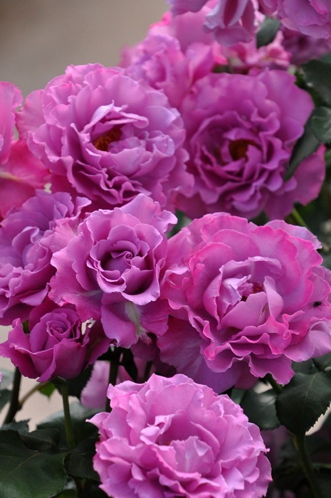 Хġġۥ󥼥ե  6ȭʡJ-FL20