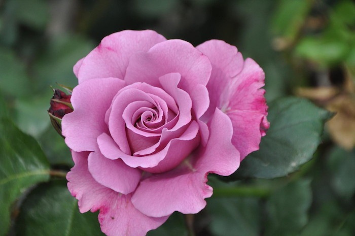 Хġġۥ󥼥ե  6ȭʡJ-FL20