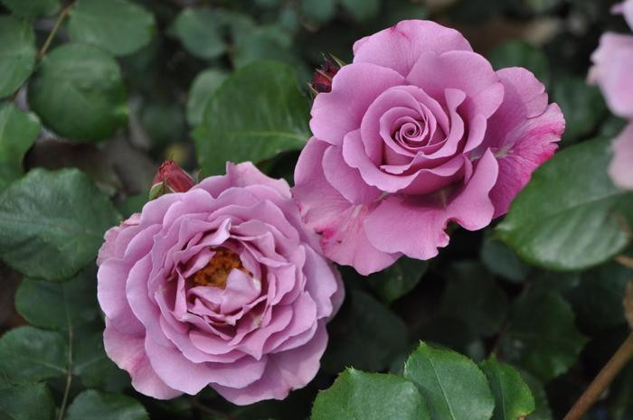 Хġġۥ󥼥ե  6ȭʡJ-FL20