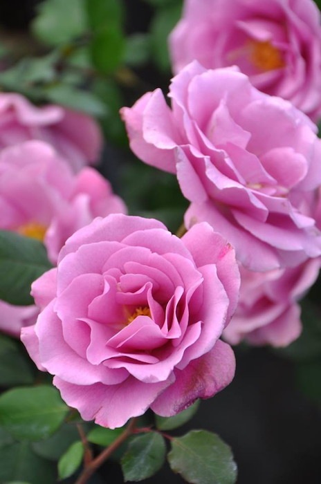 Хġġۥ󥼥ե  6ȭʡJ-FL20