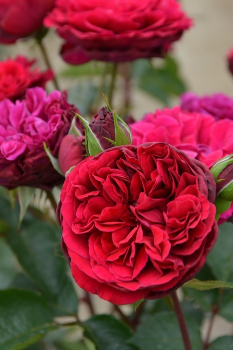 ġۥХ Υɥ٥른å  6ȭʡӿ建 ʼϿдϡJ-RP