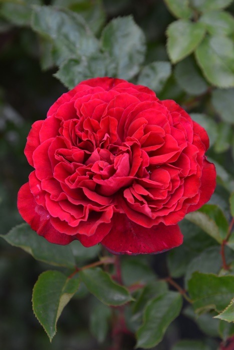 ġۥХ Υɥ٥른å  6ȭʡӿ建 ʼϿдϡJ-RP