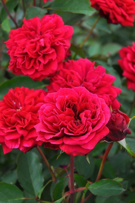 ġۥХ Υɥ٥른å  6ȭʡӿ建 ʼϿдϡJ-RP