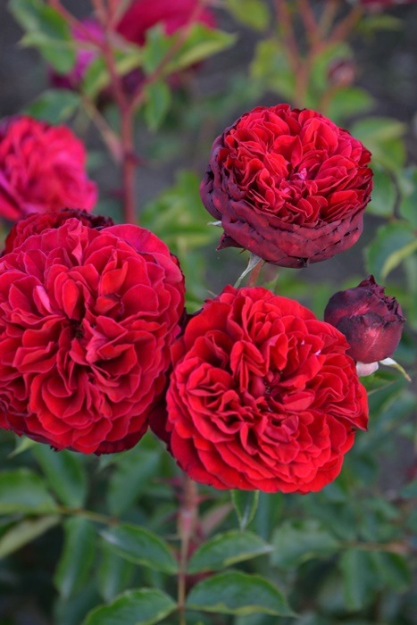 ġۥХ Υɥ٥른å  6ȭʡӿ建 ʼϿдϡJ-RP