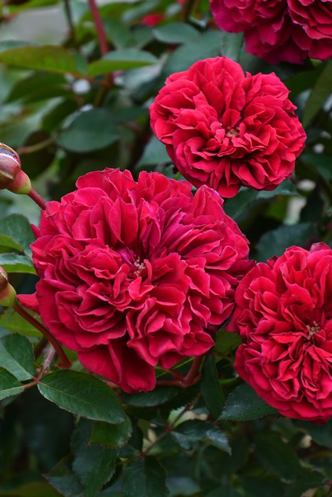 ġۥХ Υɥ٥른å  6ȭʡӿ建 ʼϿдϡJ-RP