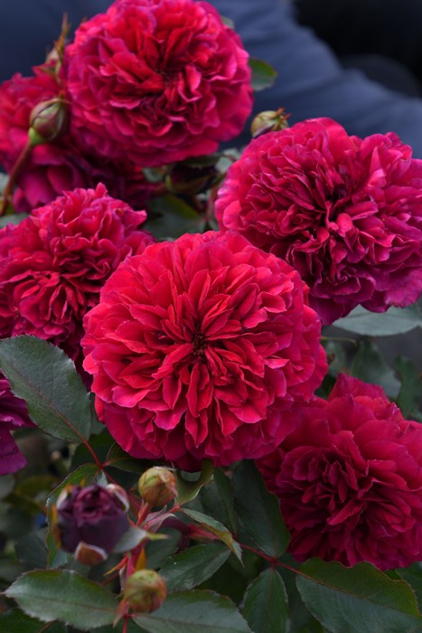 ġۥХ Υɥ٥른å  6ȭʡӿ建 ʼϿдϡJ-RP