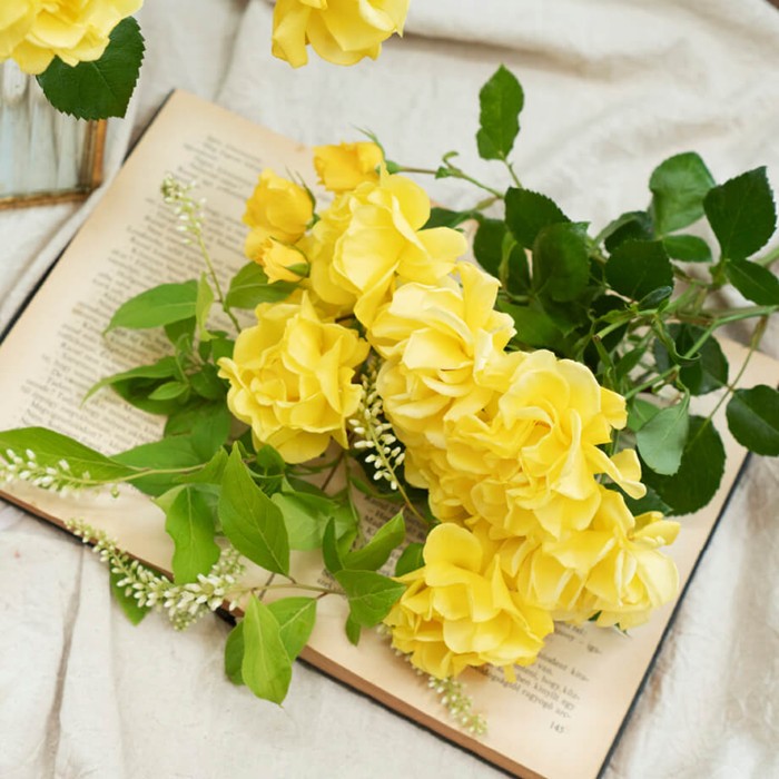 ���ߵ����ġۥХ��� ������ǥ󥹥ȥ꡼�ȥ��顼�� ���� 6��ȭ�����ʡ����ӿ建�� �ʼ���Ͽ�д���ϡ�IR-IRO3��2025�����ʼ��0109�����