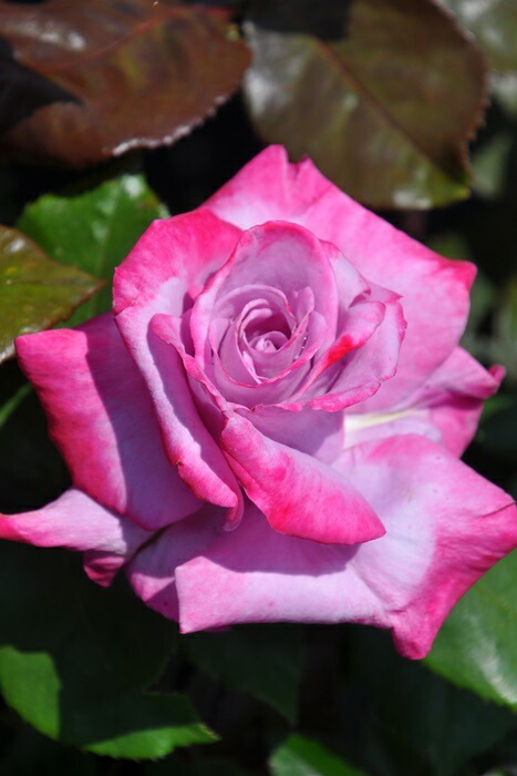 大苗】バラ苗 パラダイス 国産苗 6号鉢植え品《J-HT20