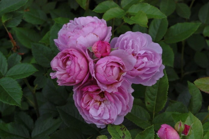 �Х��ġ����ġۥ�٥�����֡��� ���� 6��ȭ�����ʡη����ʼ�ϡ�JB-YJR��