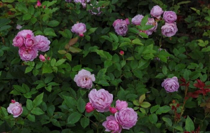 �Х��ġ����ġۥ�٥�����֡��� ���� 6��ȭ�����ʡη����ʼ�ϡ�JB-YJR��