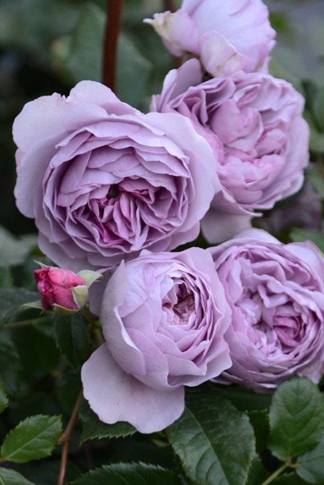 �Х��ġ����ġۥ�٥�����֡��� ���� 6��ȭ�����ʡη����ʼ�ϡ�JB-YJR��