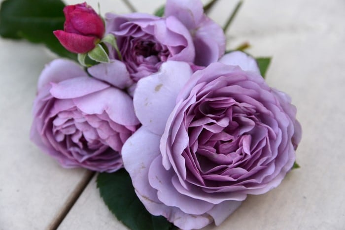 �Х��ġ����ġۥ�٥�����֡��� ���� 6��ȭ�����ʡη����ʼ�ϡ�JB-YJR��