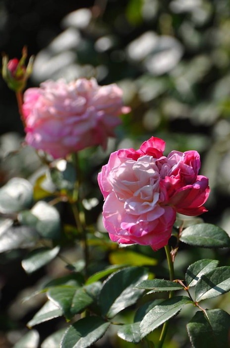 Хġġۥѥꥹ  6ȭʡӿ建 ϿʼϡJ-RO