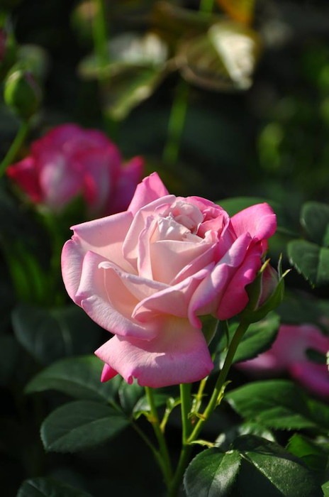 Хġġۥѥꥹ  6ȭʡӿ建 ϿʼϡJ-RO