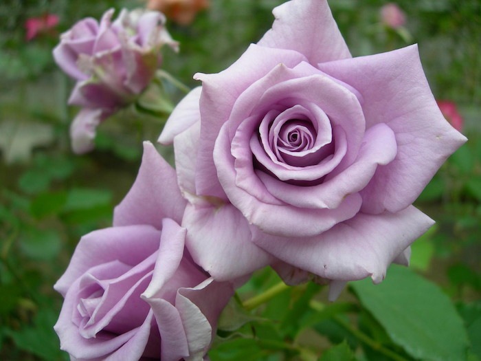 �Х��ġ����ġۥ������ȥࡼ�� ���� 6��ȭ�����ʡη����ʼ�ϡ�J-FL25��