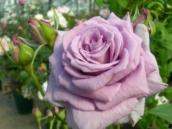 �Х��ġ����ġۥ������ȥࡼ�� ���� 6��ȭ�����ʡη����ʼ�ϡ�J-FL25��