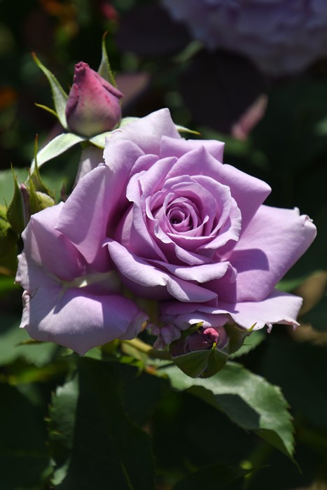 �Х��ġ����ġۥ������ȥࡼ�� ���� 6��ȭ�����ʡη����ʼ�ϡ�J-FL25��