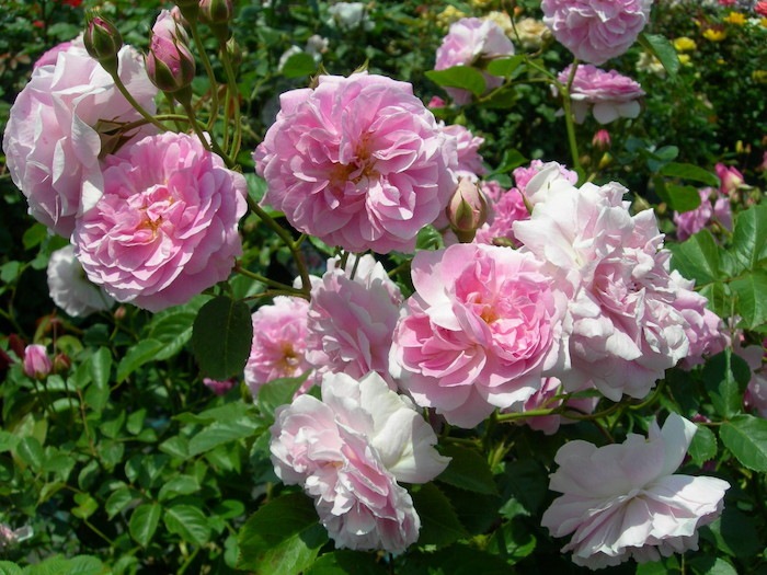 Хġġۥ٥å  6ȭʡJ-OC20