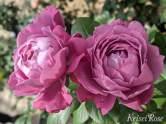 ���ߵ����ġۥХ��� �������Ťʡ������Ťʡ� ���� 6��ȭ�����ʡ����ӿ建�� �ʼ���Ͽ�д���ϡ�J-IRM3�ա�1120�����