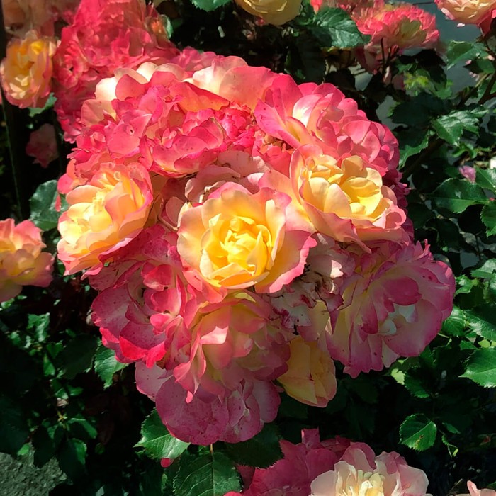 ���ߵ����ġۥХ��� ���ȥ��롼���� ���� 6��ȭ�����ʡ����ӿ建�� �ʼ���Ͽ�д���ϡ�IR-IRO3��2025�����ʼ��0109�����