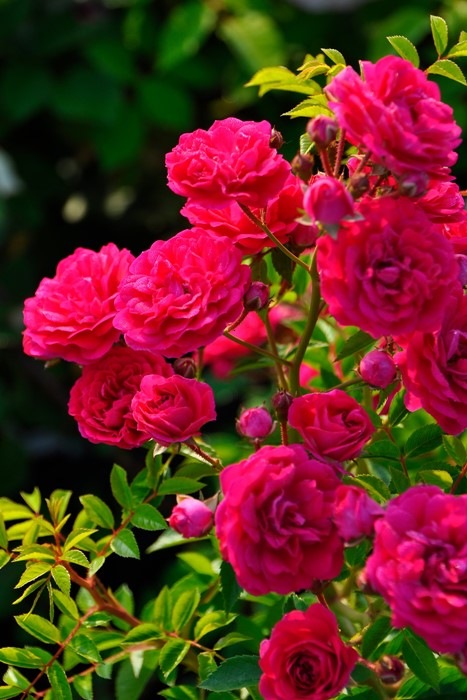 �����ġۥХ��� ���� ���� 6��ȭ�����ʡ�J-CL20��