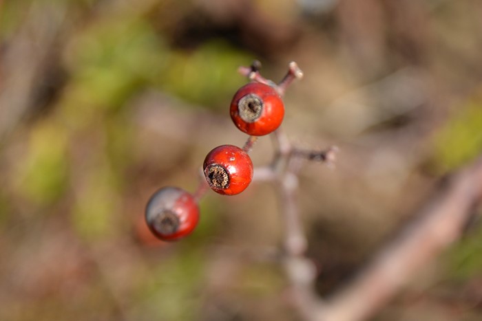 �����ġۥХ��� ���� ���� 6��ȭ�����ʡ�J-CL20��