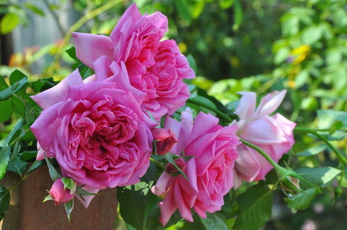 大苗 バラ苗 ローズポンパドゥール Del桃 国産苗 6号鉢植え品 即納 農林水産省 登録品種 Han Del テーマで選ぶバラ 美しく良く咲くバラ 0選 バラの家 公式本店 ロサオリエンティス バラ苗 専門店