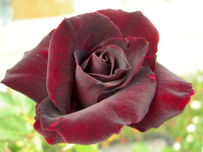 大苗 バラ苗 くろしんじゅ 黒真珠 クロシンジュ Ht黒赤 国産苗 6号鉢植え品 即納 J Ht 系統で選ぶバラ ハイブリッドティー バラの家 公式本店 ロサオリエンティス