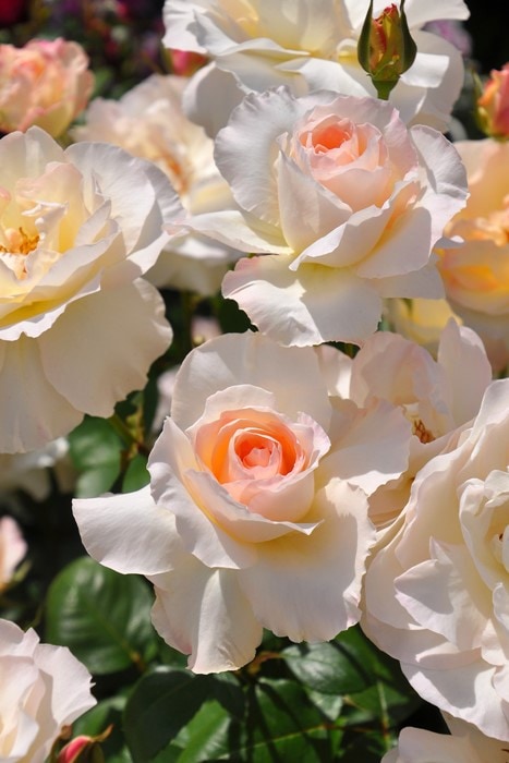 ���ߵ����ġۥХ��� �˥�ե� ���� 6��ȭ�����ʡη����ʼ�ϡ�J-RO��