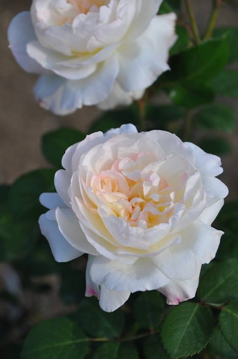 ���ߵ����ġۥХ��� �˥�ե� ���� 6��ȭ�����ʡη����ʼ�ϡ�J-RO��