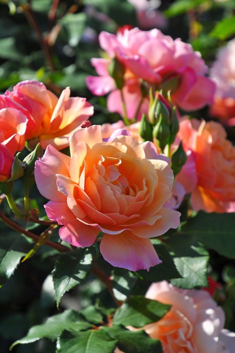 Хġġۥץ  6ȭʡηʼϡJ-RO