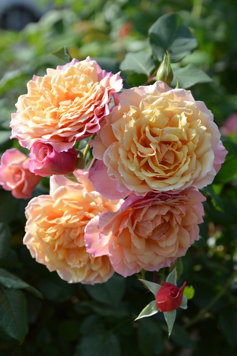 Хġġۥץ  6ȭʡηʼϡJ-RO