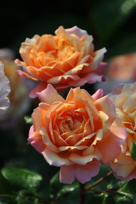 Хġġۥץ  6ȭʡηʼϡJ-RO