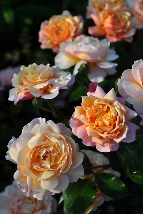 Хġġۥץ  6ȭʡηʼϡJ-RO