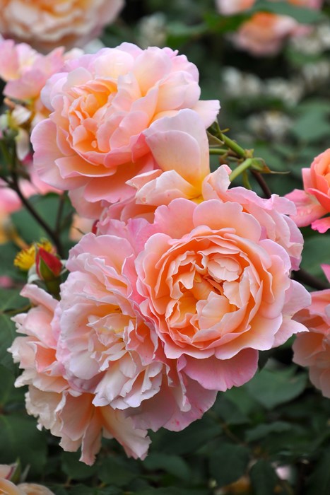 Хġġۥץ  6ȭʡηʼϡJ-RO