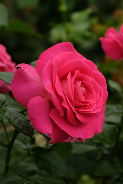 �Х��ġ����ġۥ��ɡ������ޥ�ƥ��� ���� 6��ȭ�����ʡ����ӿ建�� �ʼ���Ͽ�д���ϡ�IR-IRO3��