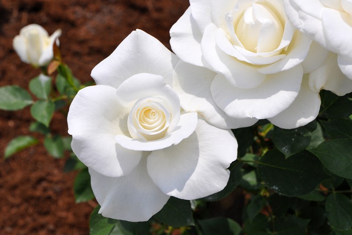 Хġġۥ業  6ȭʡJ-HT20