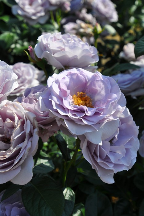 Хġġۥ֥롼Х桼  6ȭʡJ-FL20