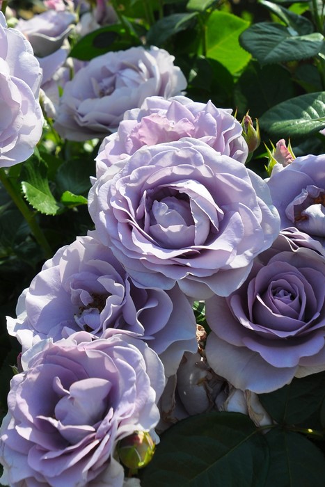 Хġġۥ֥롼Х桼  6ȭʡJ-FL20