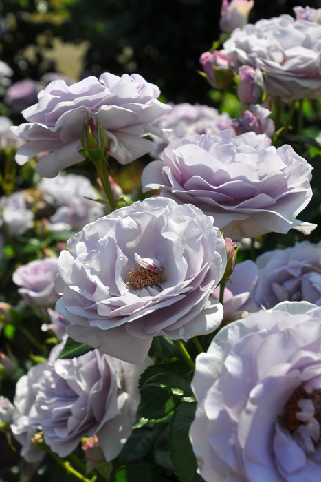 Хġġۥ֥롼Х桼  6ȭʡJ-FL20